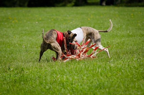 Coursing Training am 21.7.2024