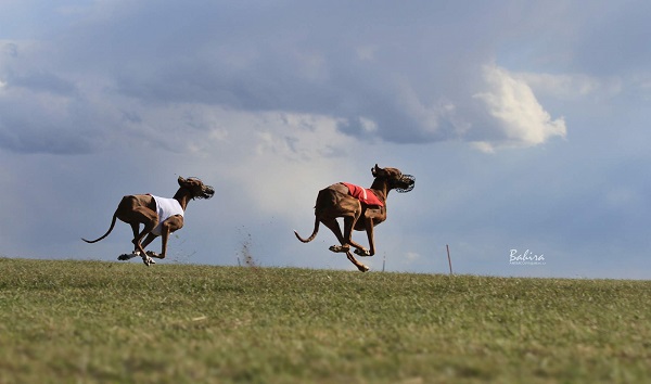 MELDEZAHL ERREICHT, REGISTRATION LIMIT REACHED - Nationales Coursing mit CCLA Vergabe des ÖKV am 13.10.2024