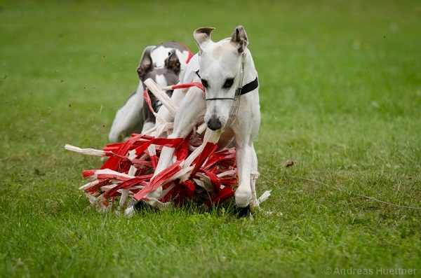 Training am 19. Oktober am Spitzerberg