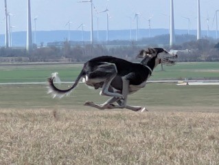 CACIL Coursing 16./17.5.2026 am Spitzerberg