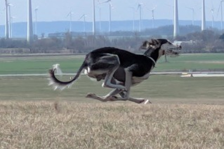 CACIL Coursing 16./17.5.2026 am Spitzerberg