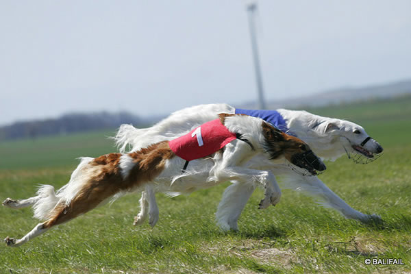 30.und 31.10.2021- last CACIL Coursing in A-2405 Hundsheim/Spitzerberg