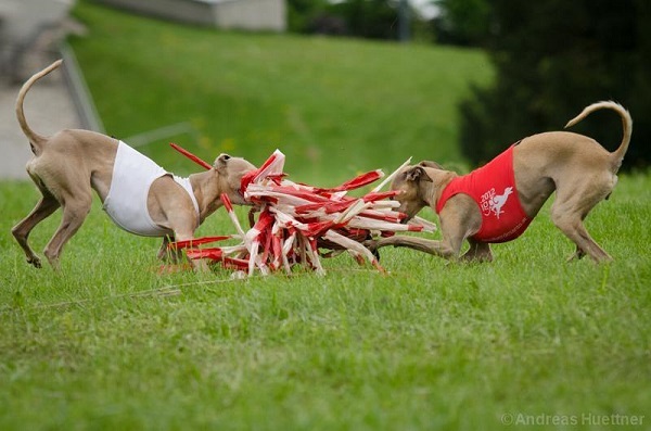 Nat. Coursing vom 3.4.22 Spitzerberg