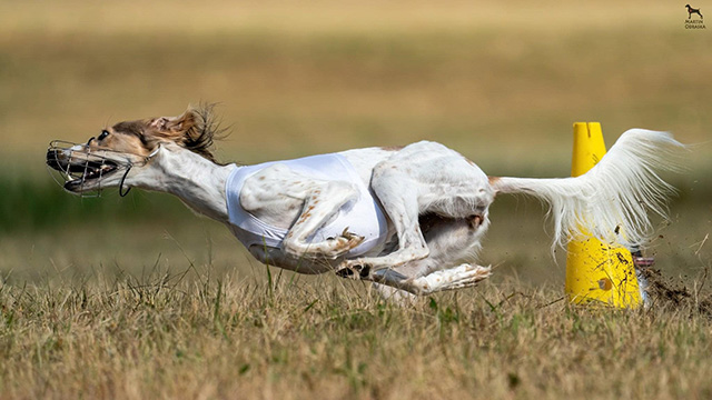 CACIL Coursing am 7.April 2024 am Flugsportzentrum Spitzerberg